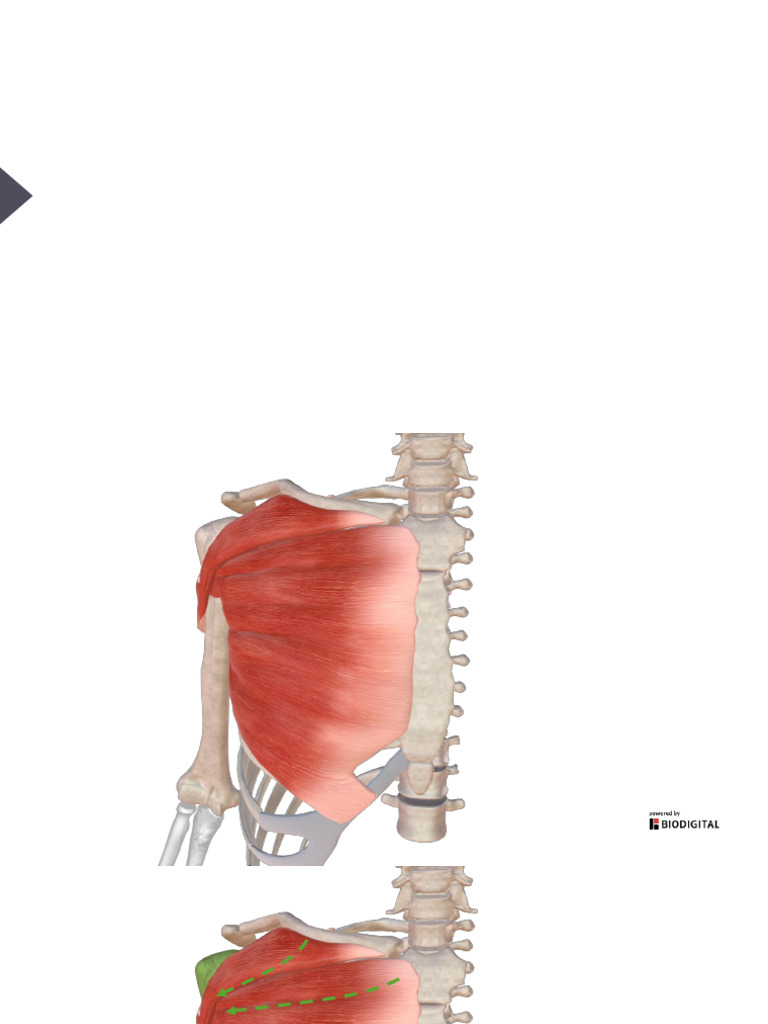 Slide_Anterior_Axioappendicular_Muscles (1) | PDF | Musculoskeletal ...