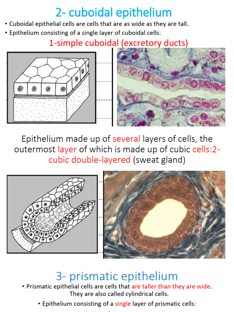 1.2- Lining Epithelia 2026 Original Part 2 | PDF | Epithelium | Cell ...
