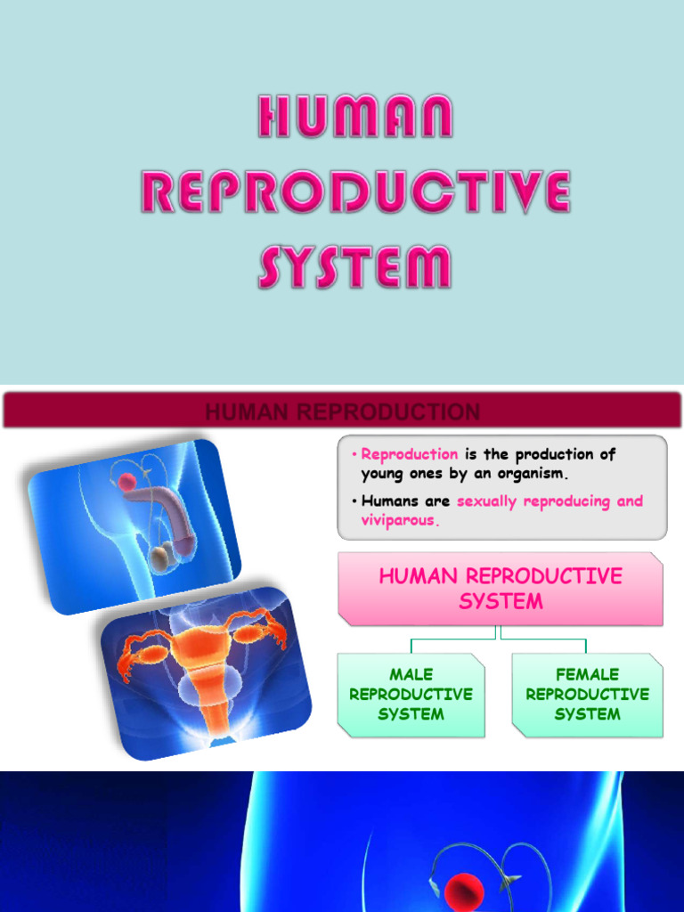 Human Reproductive System | PDF | Testicle | Uterus