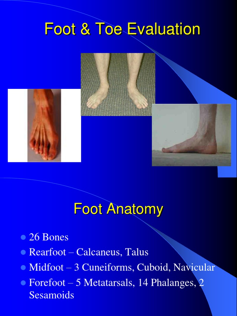 Foot & Toe Evaluation | Foot | Anatomical Terms Of Motion