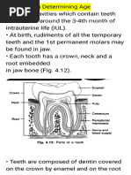 London Atlas of Tooth Development | PDF | Human Tooth | Tooth