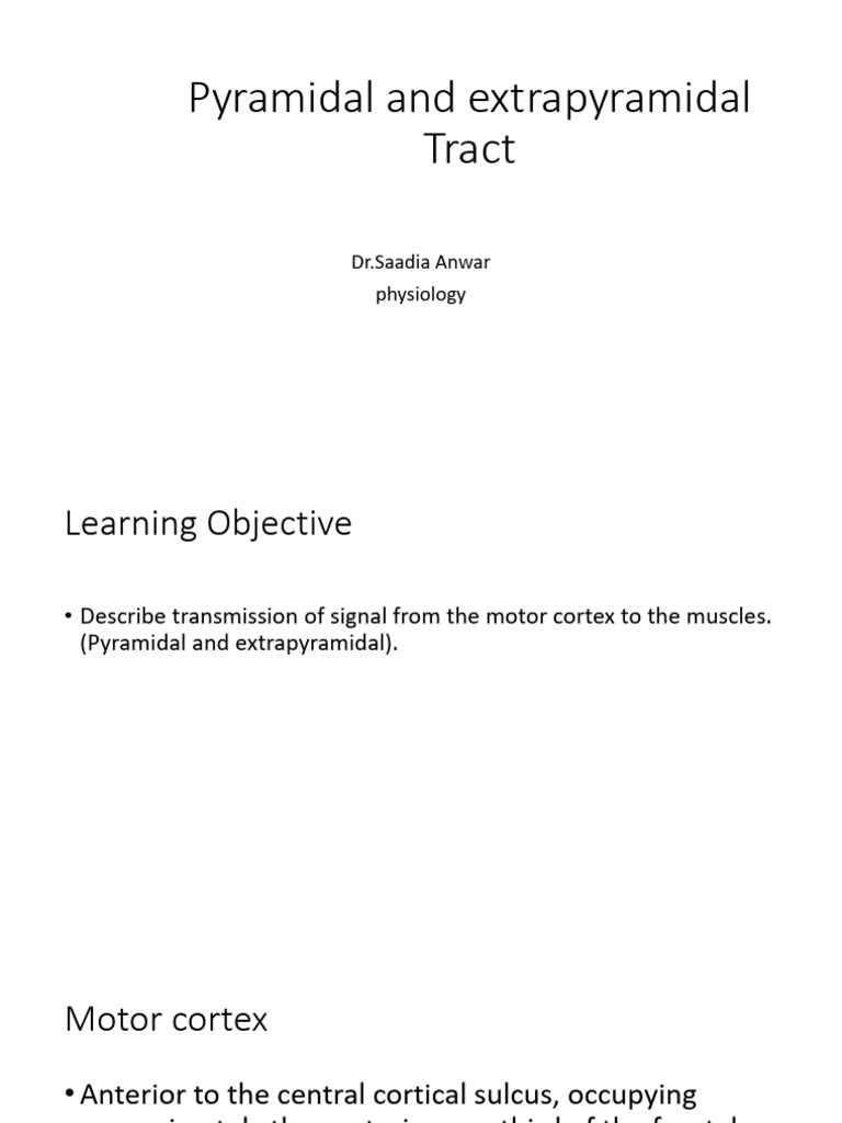 Pyramidal and Extrapyramidal Tract | PDF | Spinal Cord | Motor Neuron