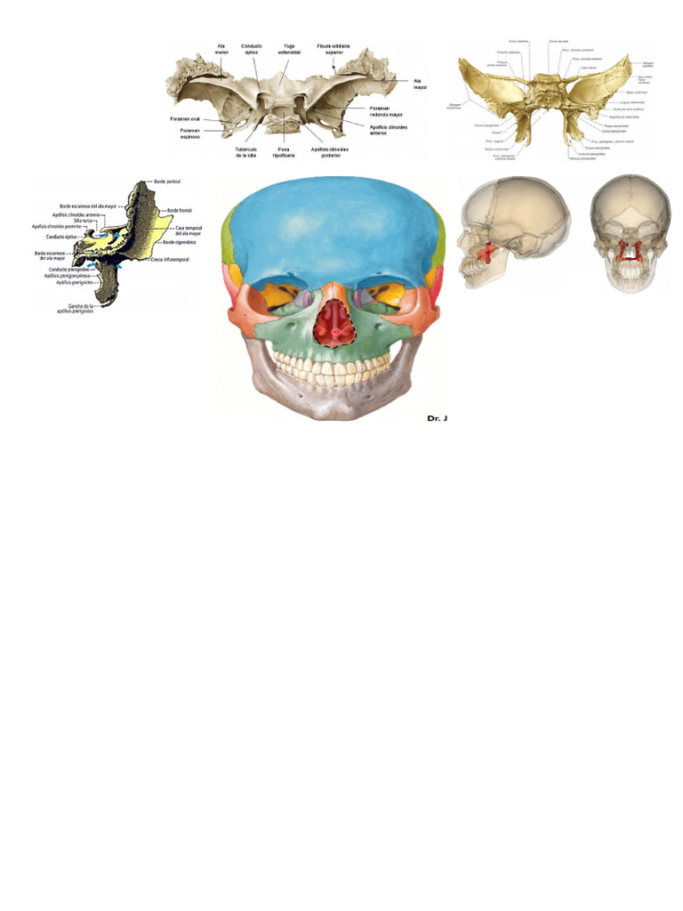 Anatomia | PDF