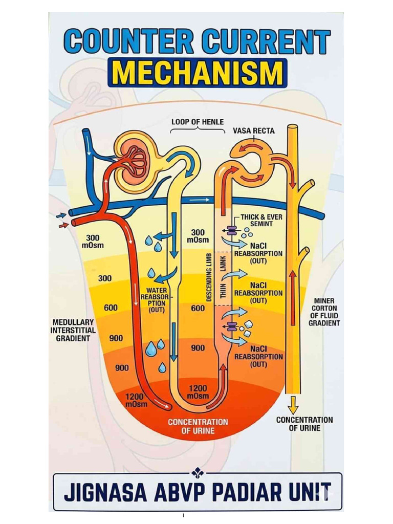 Counter Current Mechanism | PDF