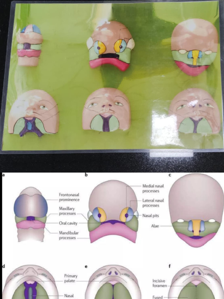 Embryology Models with References | PDF