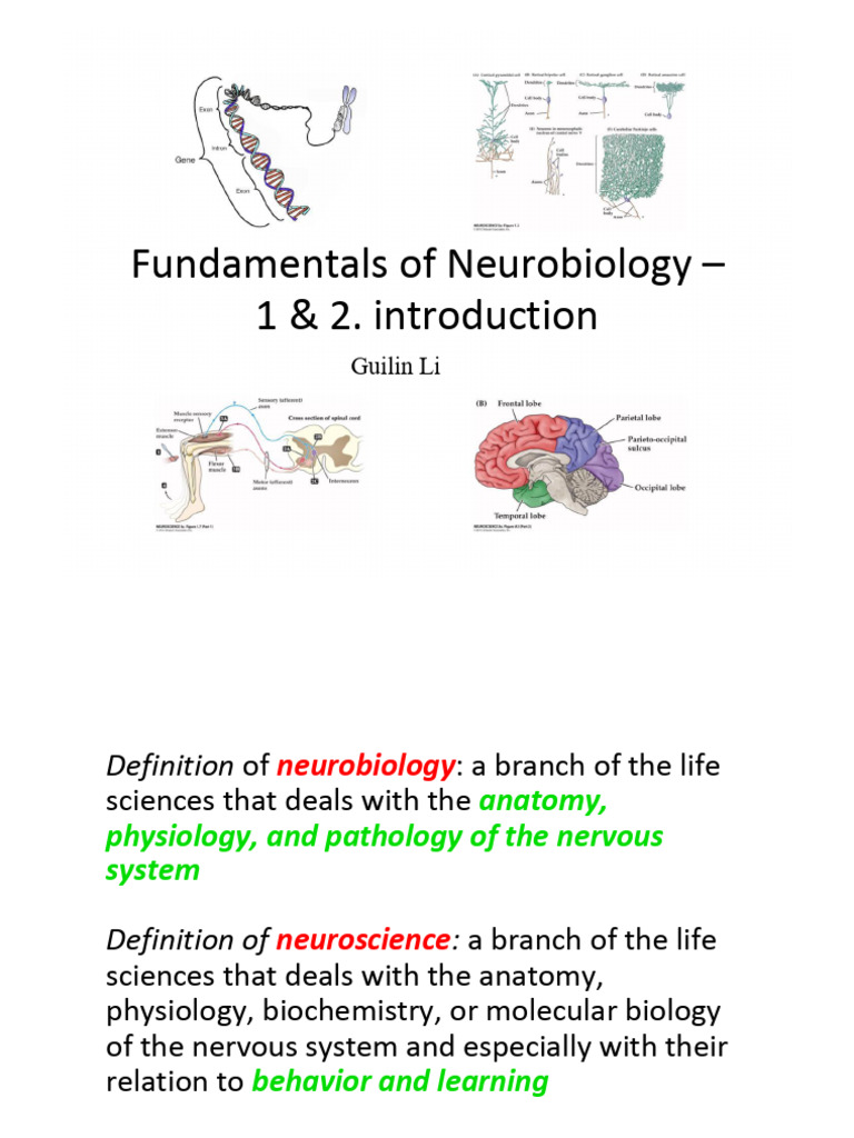 Lecture1. and 2 - Introduction | PDF | Neuron | Nervous System