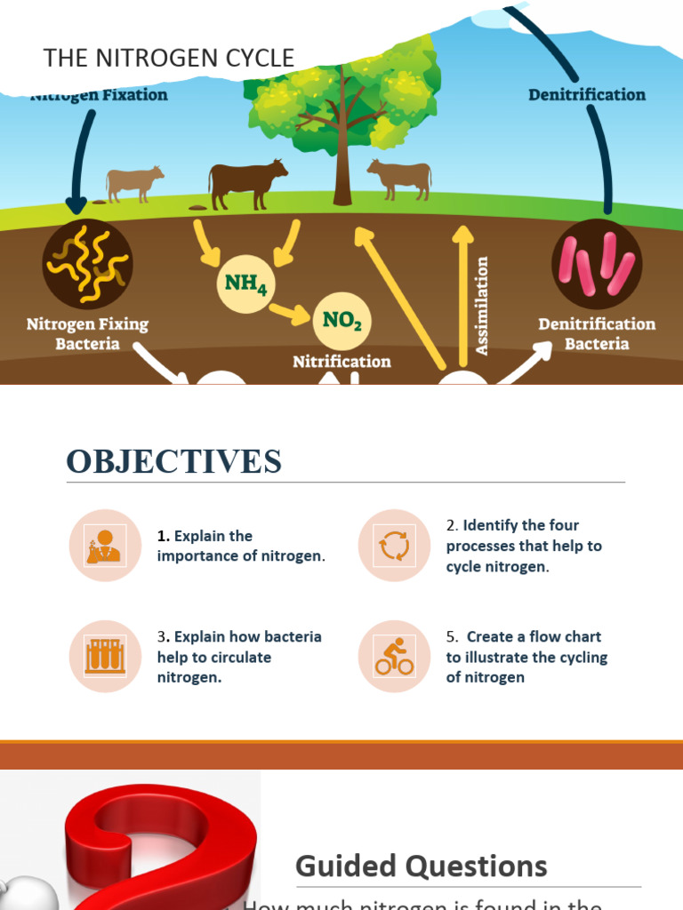 THE NITROGEN CYCLE | PDF
