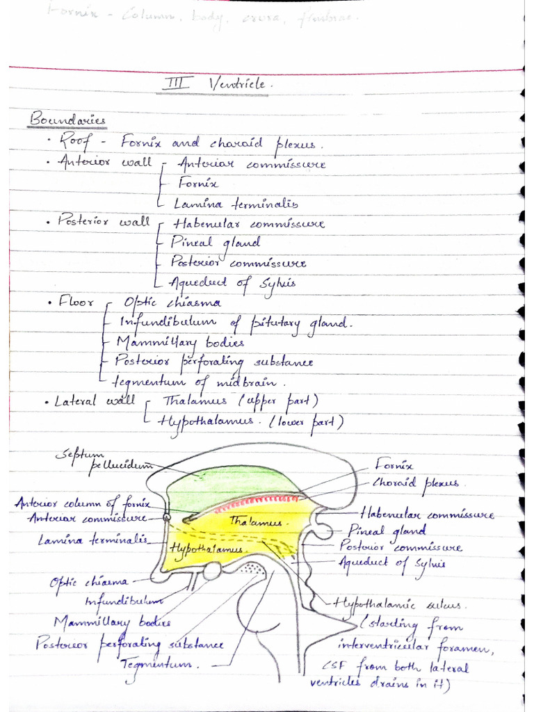 09. Ventricle's and Thalamic Nuclei | PDF