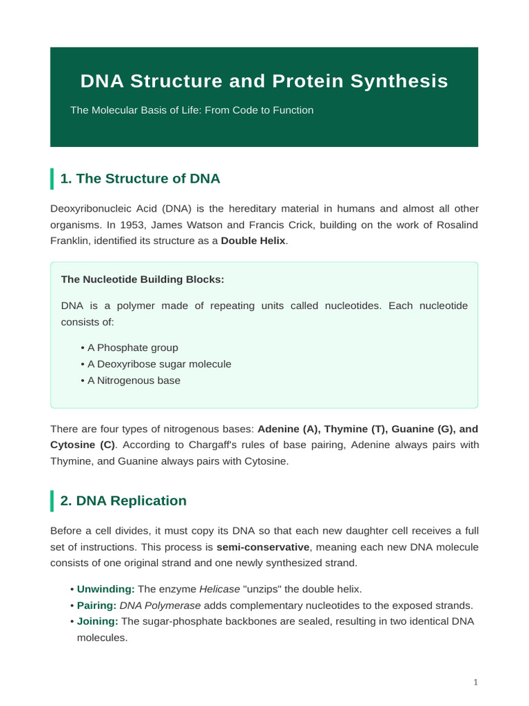 DNA Structure and Protein Synthesis | PDF | Dna | Rna