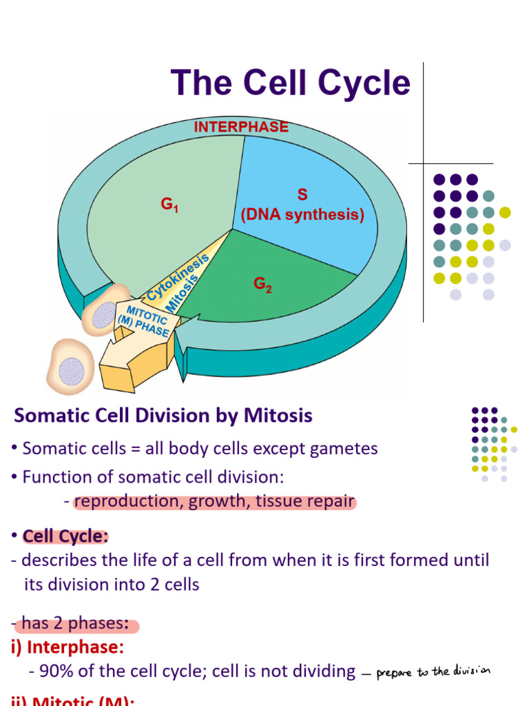 Cell Cycle Mitosis Meiosis | PDF | Meiosis | Mitosis