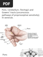 Anatomy and Function of the Pons | PDF | Brainstem | Human Anatomy