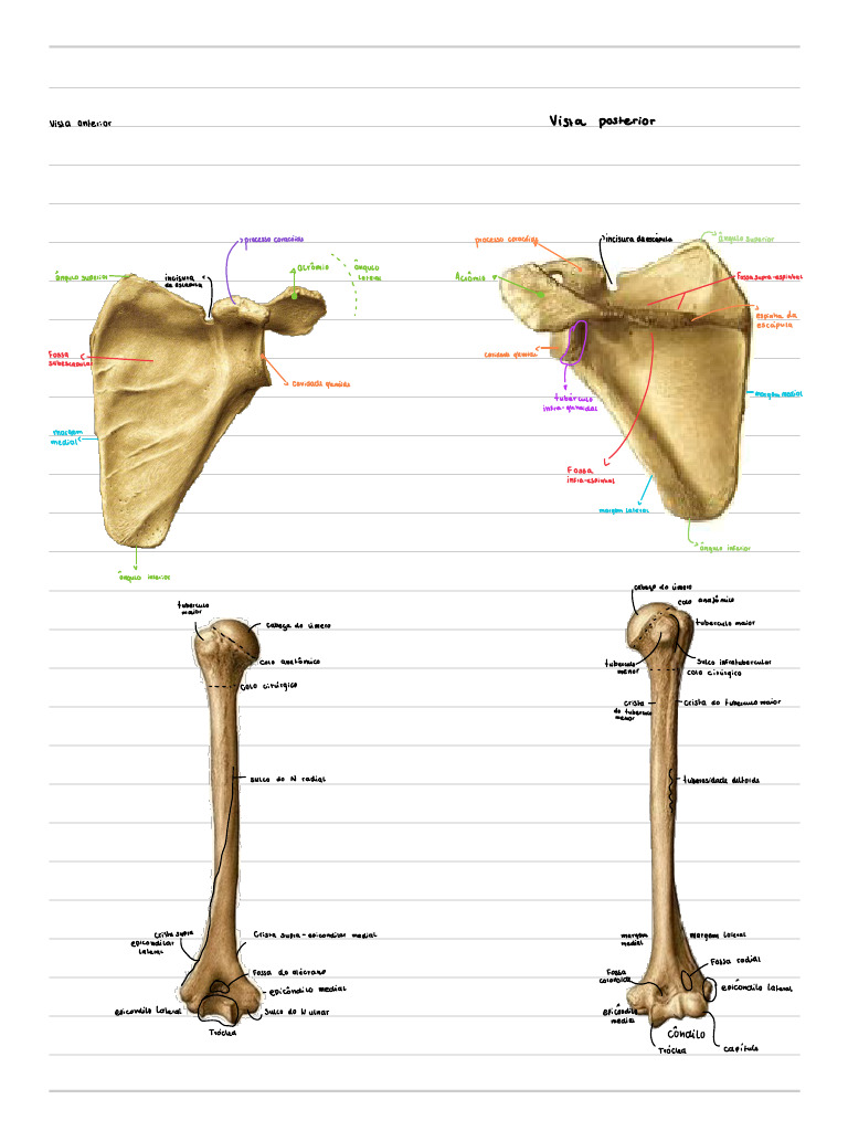 Anatomia | PDF
