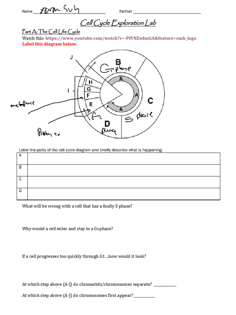 Cell+Cycle+Lab+Activity+2025 | PDF | Mitosis | Chromosome