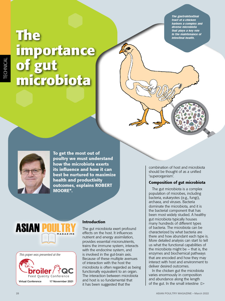 The Importance of Gut Microbiota | PDF | Gastrointestinal Tract | Biology