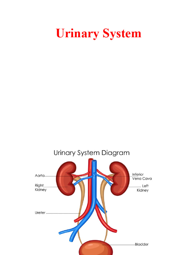 Urinary system notes | PDF | Kidney | Urination