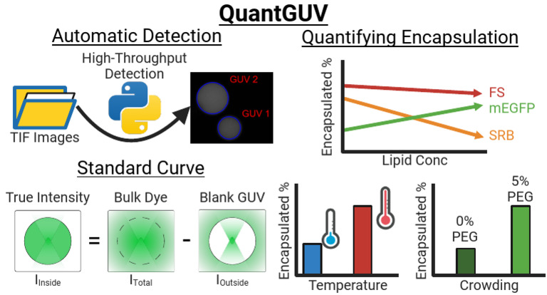 QuantGUV Graphical Abstract | PDF