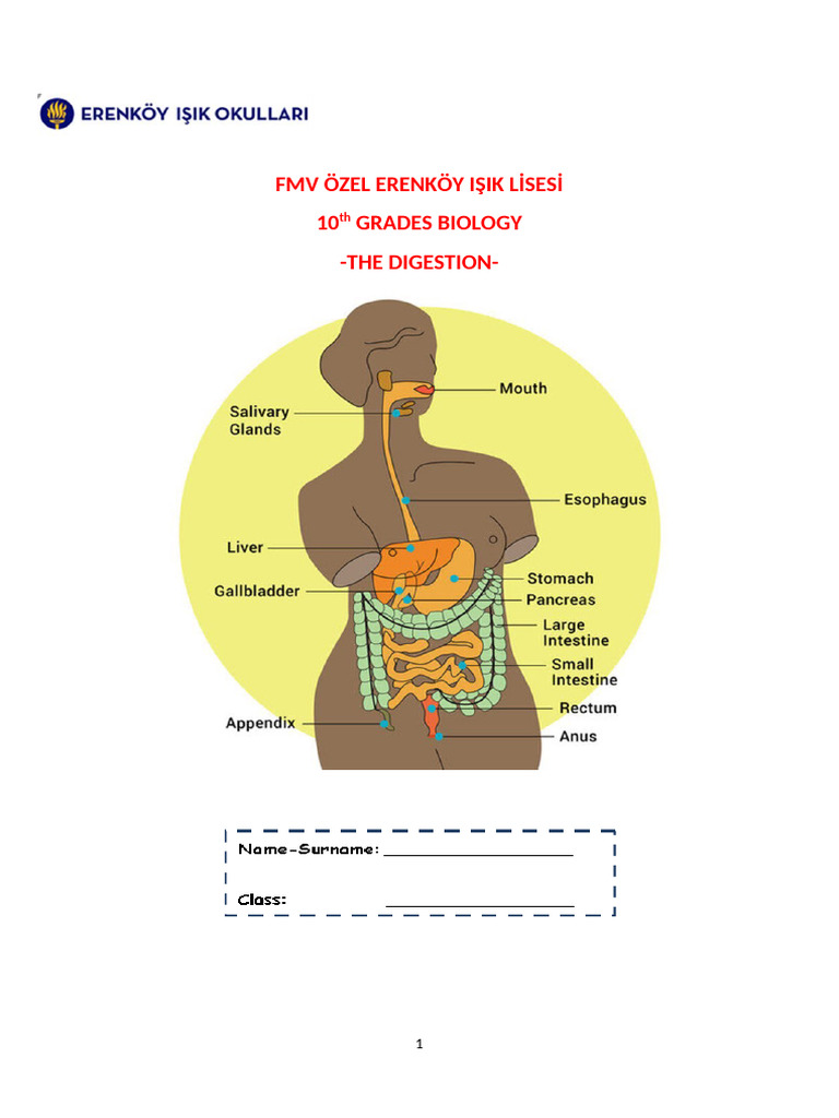 10 2nd Handout Digestion | PDF | Digestion | Small Intestine