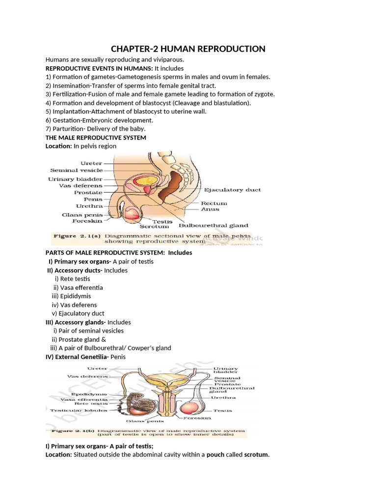Chap-2 Human Reproduction Notes | PDF | Menstrual Cycle | Testicle