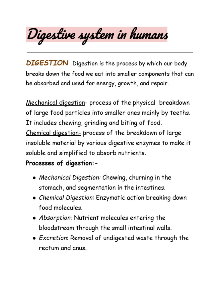 digestive system notes | PDF | Digestion | Stomach