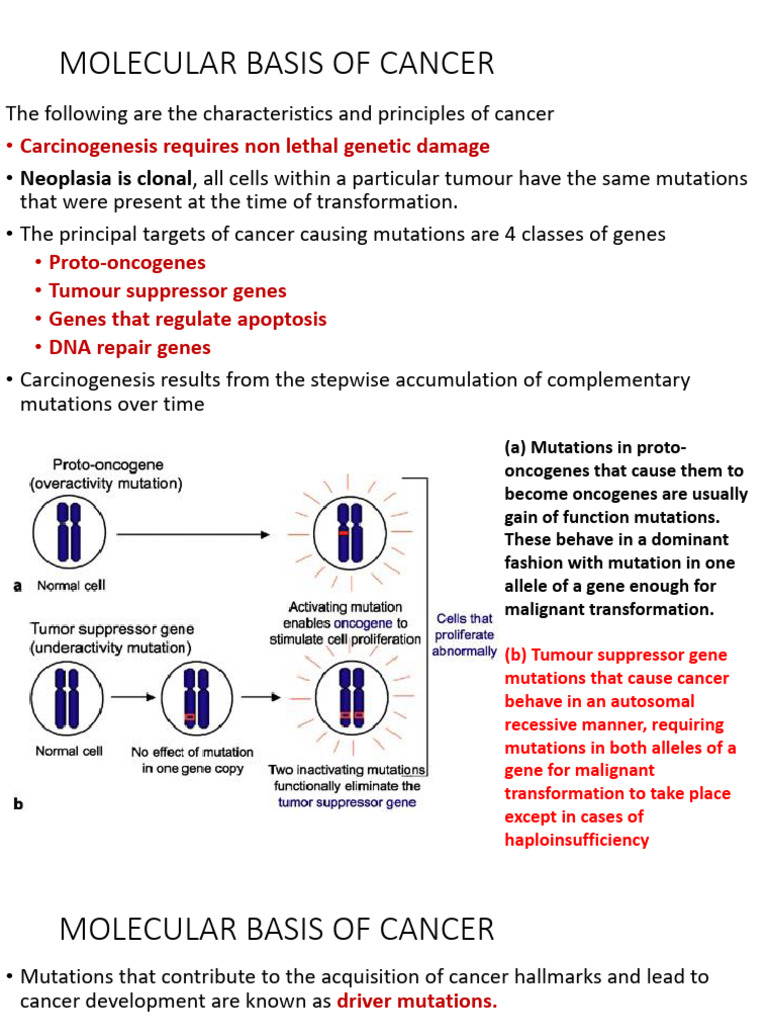 Neoplasia 2 | PDF | Cell Cycle | P53