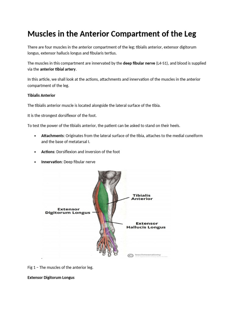 lec 20 Muscles in the Anterior Compartment of the Leg | PDF | Human Leg ...