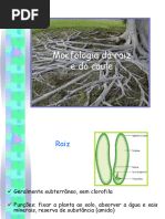 Anatomia e Funções da Raiz Vegetal | PDF | Raiz | Morfologia vegetal