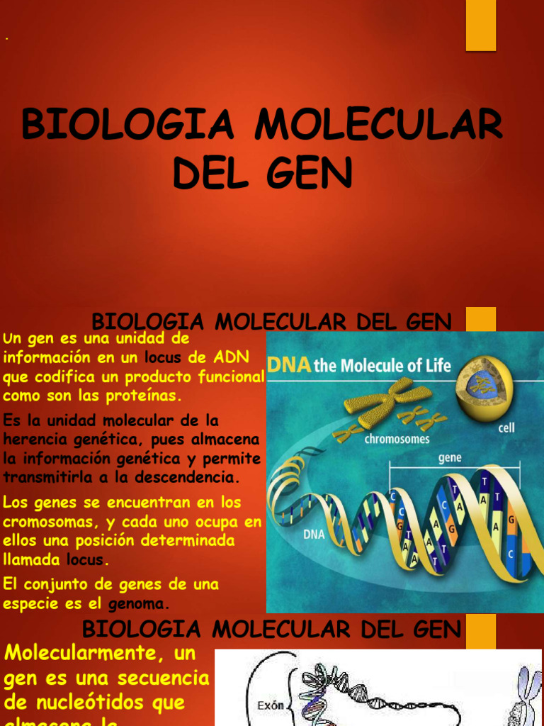 Biologia Molecular Do Gen | PDF | Gene | Biología Molecular