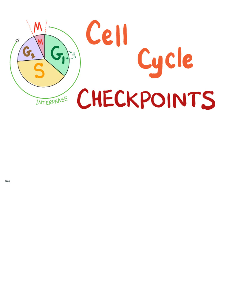 17. Cell Cycle Checkpoints | PDF | Cell Cycle | Biological Processes