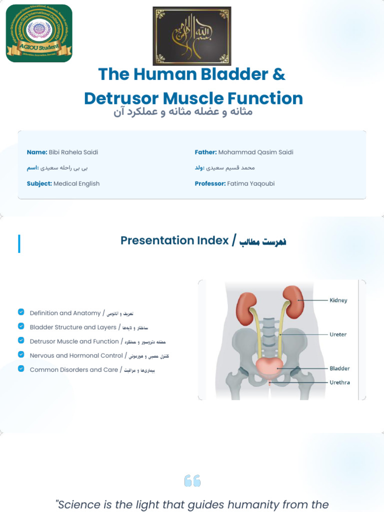 The Human Bladder and Detrusor Muscle Function | PDF