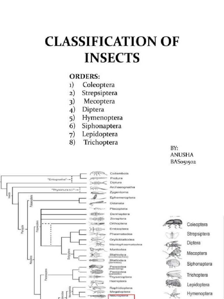 Topic 3 Insect Classification Insect Order | PDF