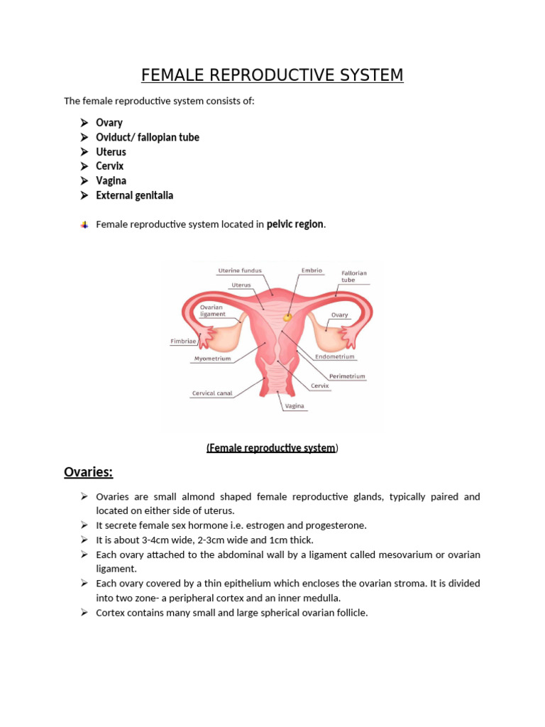 Female Reproductive System b.k | PDF