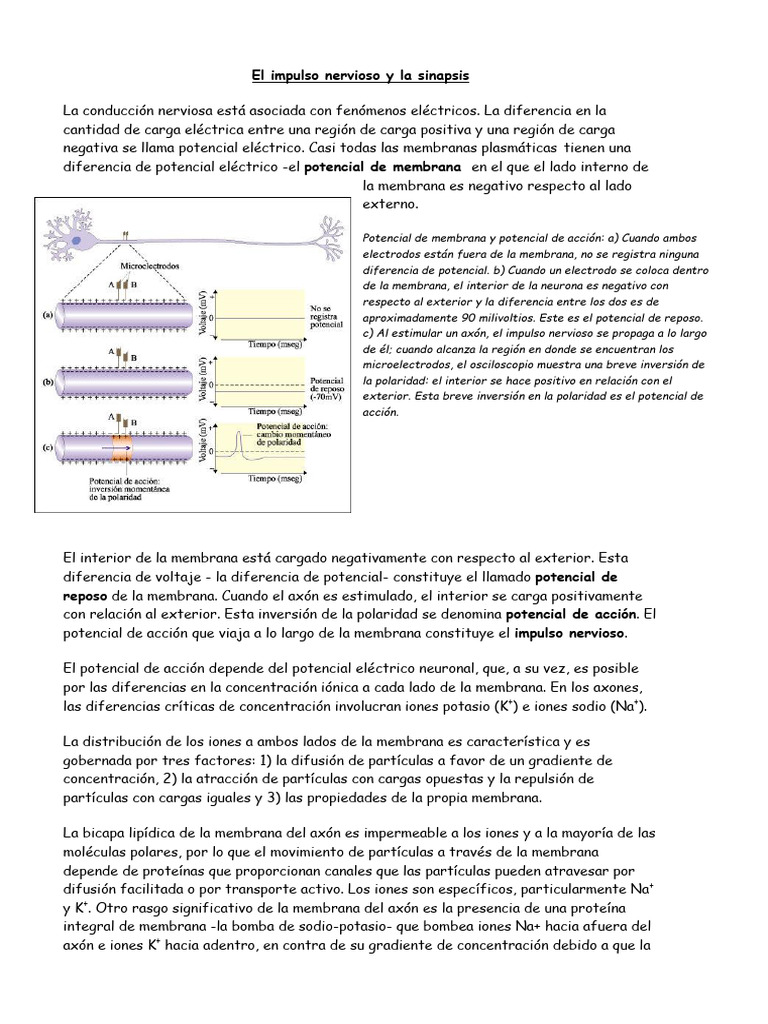 El+Impulso+Nervioso+y+La+Sinapsis | PDF | Sinapsis | Potencial de acción