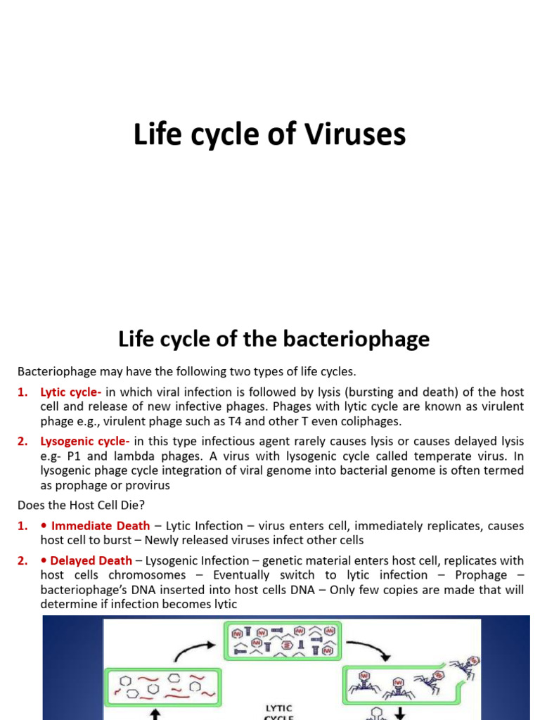 Life Cycle of Viruses (1) | PDF | Sense (Molecular Biology) | Rna