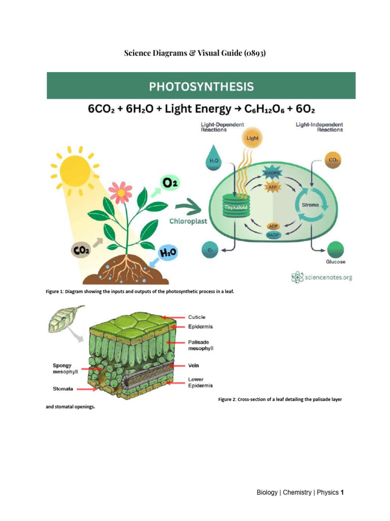 Cambridge Science 0893 – Diagrams & Figures_compressed | PDF ...