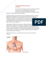 Los 5 Ôrganos y Su Funciôn Psicolôgica