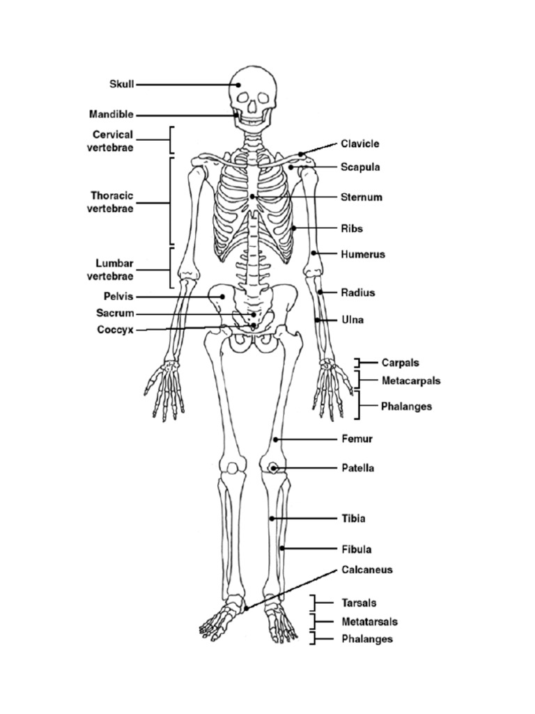 Skeletal System | PDF | Skeleton | Musculoskeletal System
