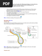 Inguinal Canal Anatomy and Boundaries | PDF