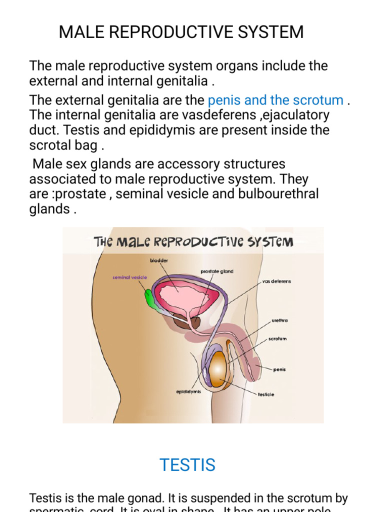 9 B-2MALE REPRODUCTIVE SYSTEM | PDF | Prostate | Testicle