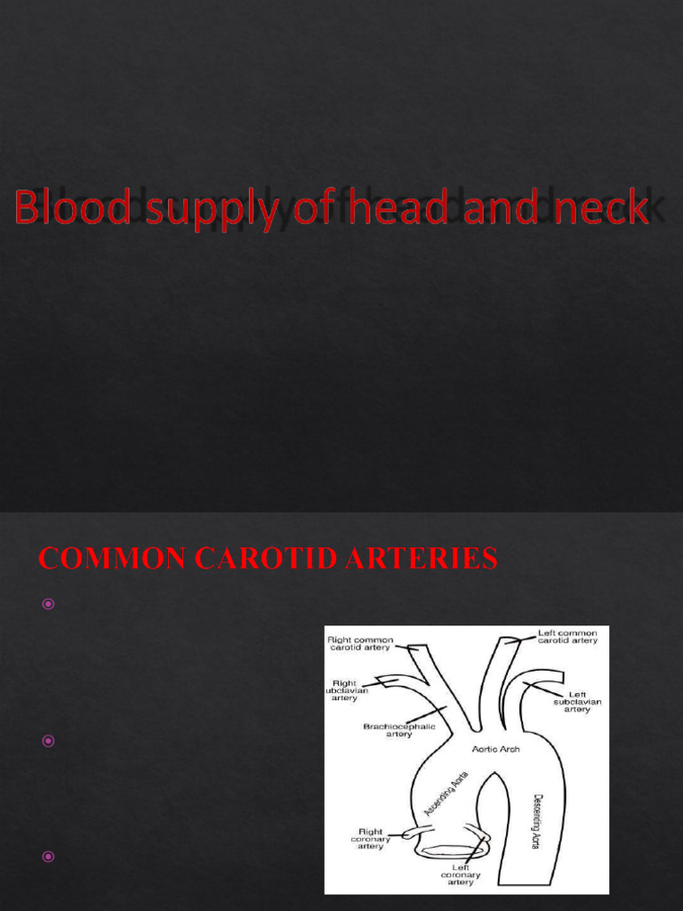 Arteries of the Head Neck | PDF | Common Carotid Artery | Neck