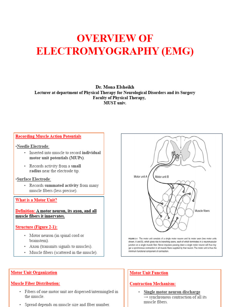 Overview of Electromyography | PDF | Electromyography | Motor Neuron