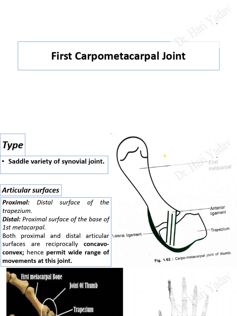 First carpometacarpal joint ppt_watermark | PDF