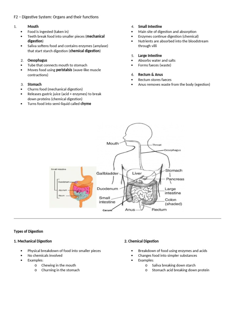 F2-Digestive System Organs & Functions | PDF