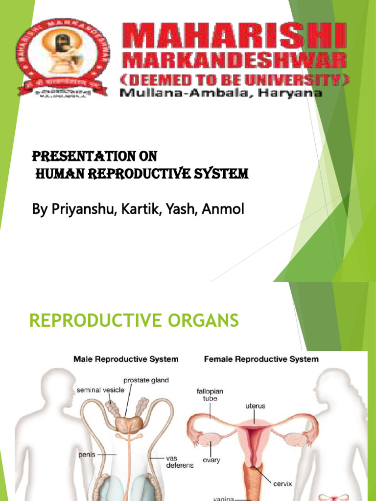 Human Reproductive System Presentation | PDF