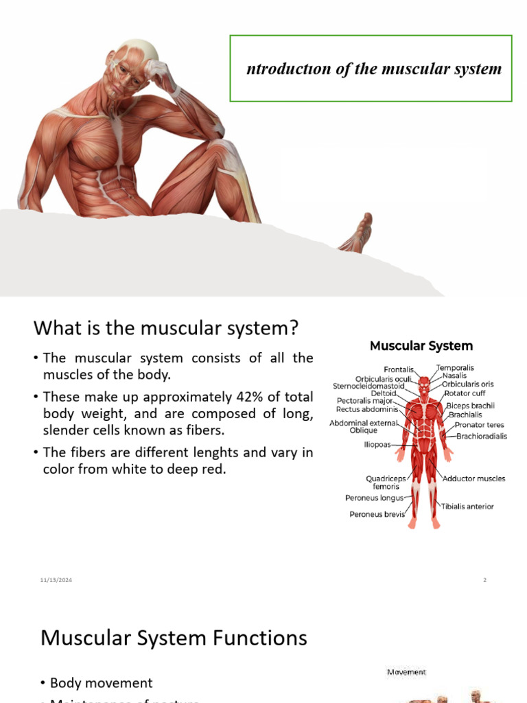 Muscular System 3,4 Session (1)_241113_162727 | PDF | Foot | Human Leg