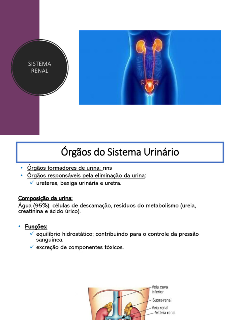 Aula 05 - Sistema Renal | PDF | Rim | Anatomia