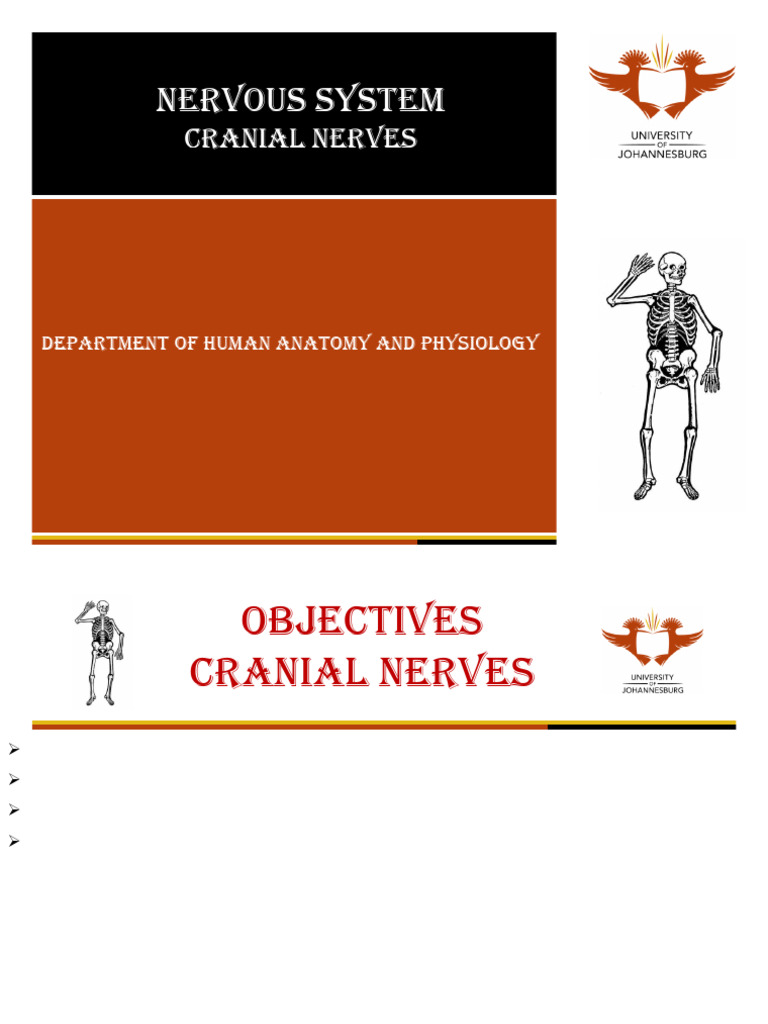 Cranial Nerves 2021 | PDF | Skull | Human Anatomy