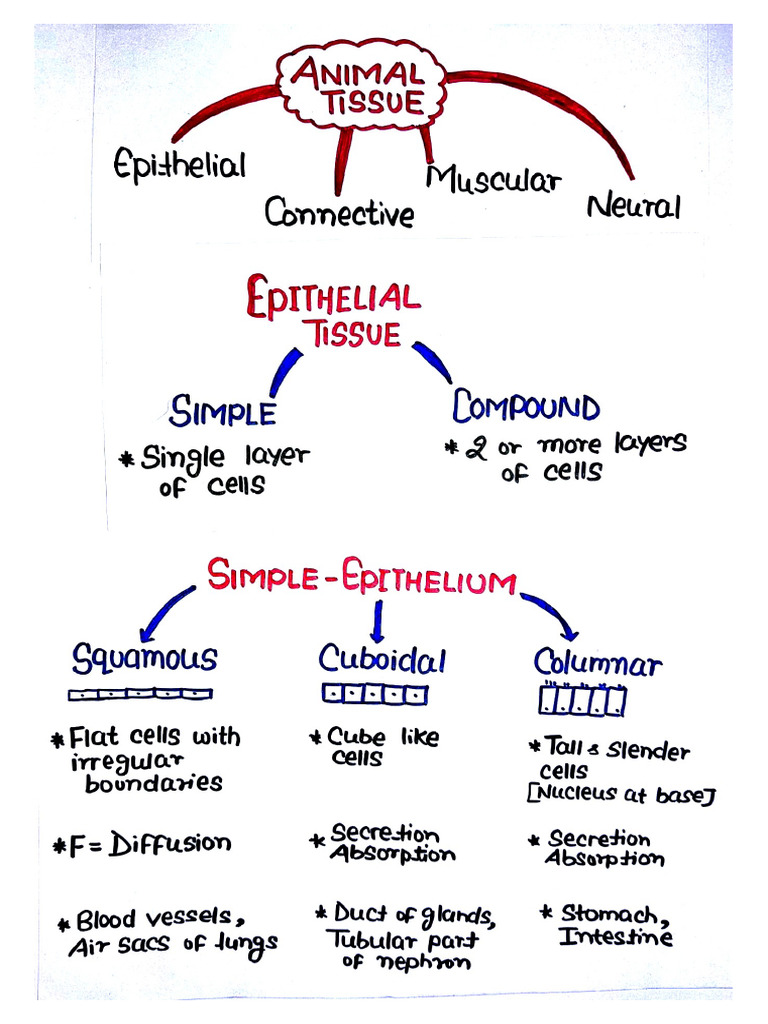Structural Organisation in Animals | PDF