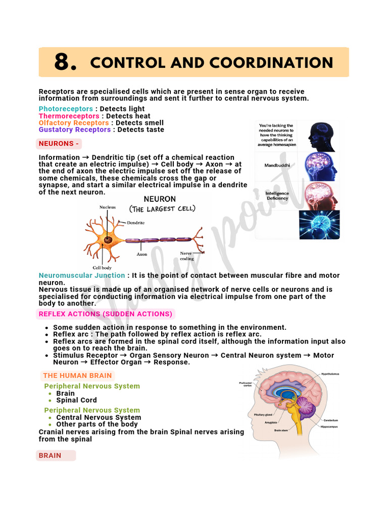 Control and Coordination 20260425 142301 0000 | PDF | Nervous System ...