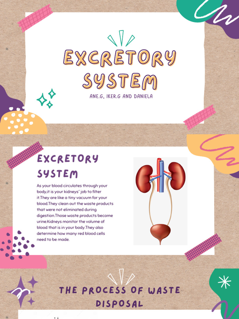 Excretory System | PDF
