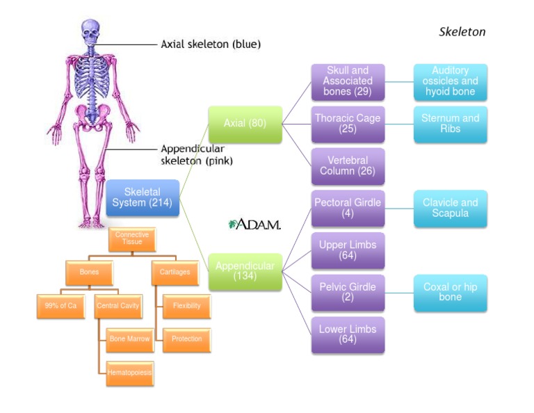 Overview of the Skeletal System | PDF | Science & Mathematics